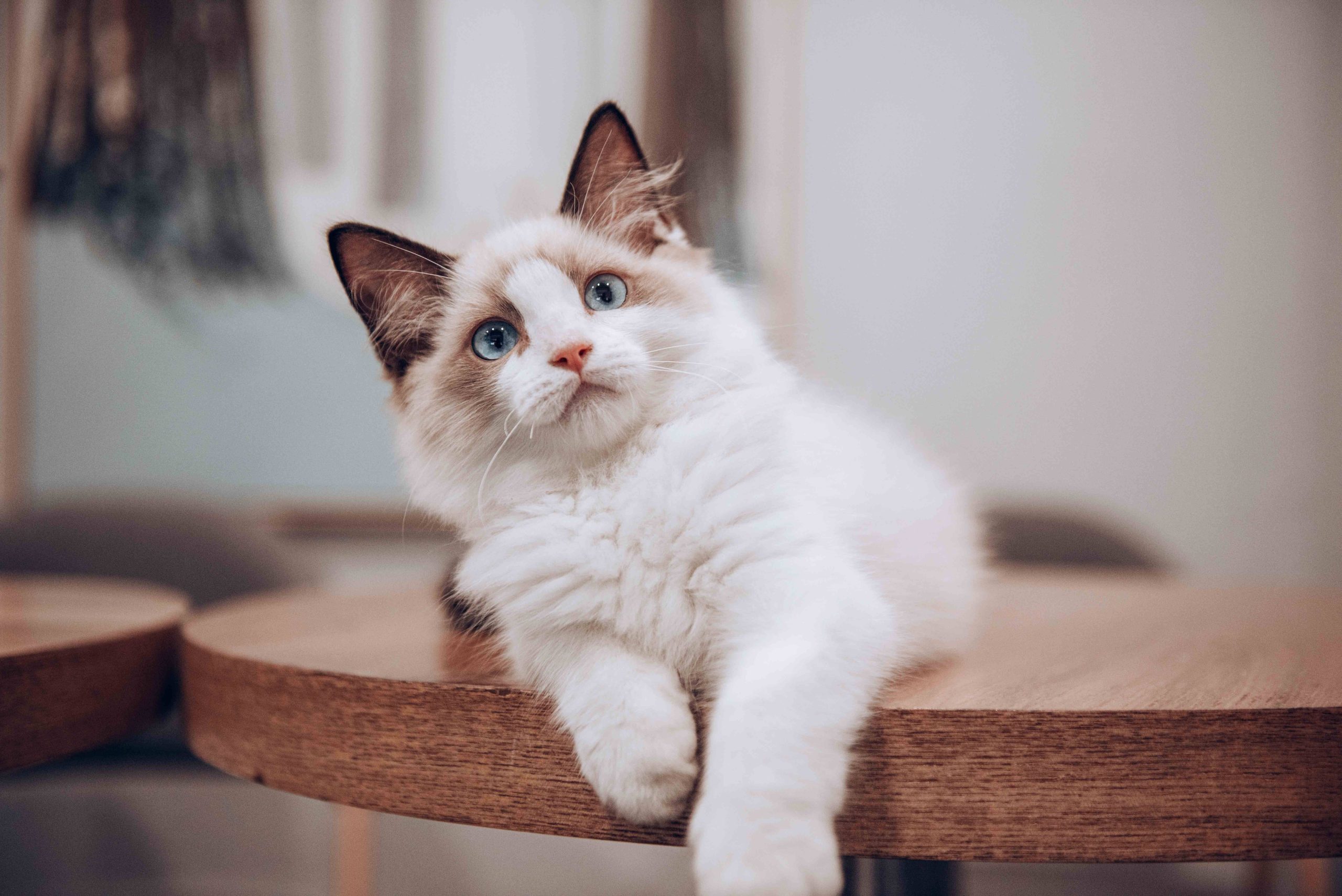 猫知识系列文章（一）走进猫的世界，从认识“猫孩子”开始